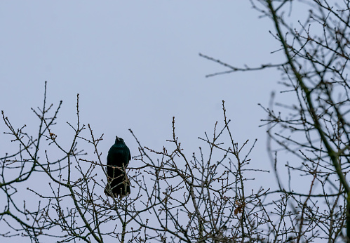Hooded crow (Corvus cornix) in the wild in Slovenia