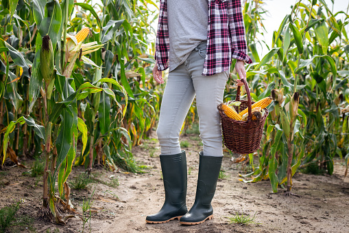 Farmer wearing rubber boot and holding basket with harvested corn cob. Agricultural field. Organic food from farm to table concept