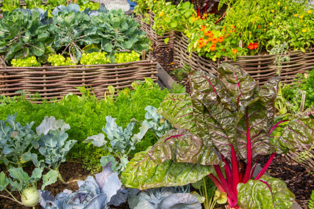 warzywa, świeże z ogrodu - kohlrabi purple cabbage organic zdjęcia i obrazy z banku zdjęć