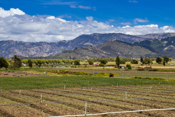 istock Cultivation fields and mountains at the Boyaca Department in Colombia 1302455865