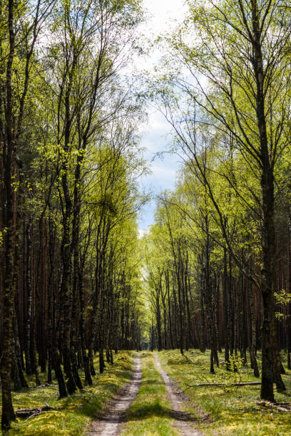 Fresh, green leaves in the forest in spring.