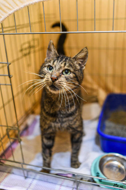 istock Small scared cats in a cage in a shelter waiting for a home. 1302457452