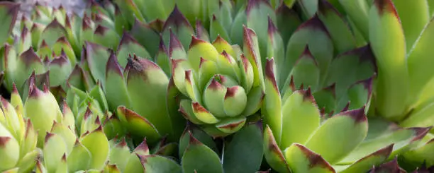 Group of an evergreen groundcover plant Sempervivum known as Houseleek in rockery, close up.