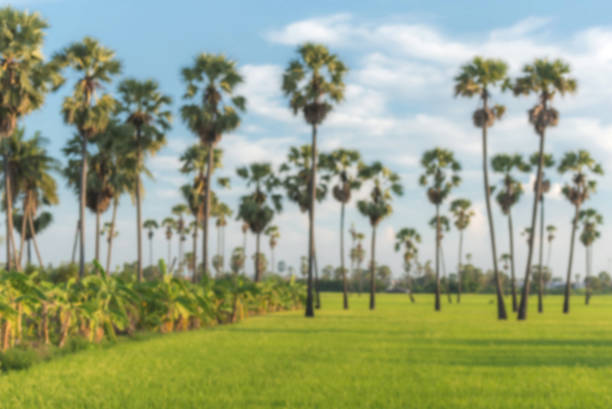 Blurred sugar palm trees on fields and banana plantations.