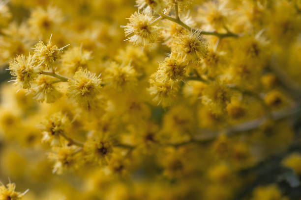 istock Silver wattle yellow flowers 1302459295