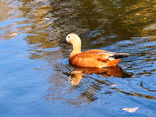 istock Duck swim on the pond. 1302459976
