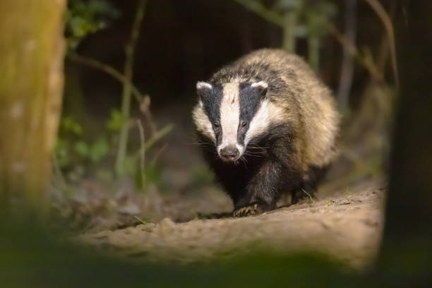 European badger foraging at night European Badger (Meles meles) walking in forest at night. Drenthe, Netherlands. Wildlife scene of nature in Europe. badger stock pictures, royalty-free photos & images