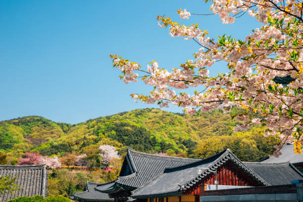istock Gakwonsa Temple with cherry blossoms in Cheonan, Korea 1302462224