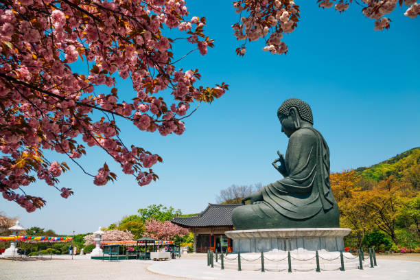istock Buddha statue with cherry blossoms at Gakwonsa Temple in Cheonan, Korea 1302462472