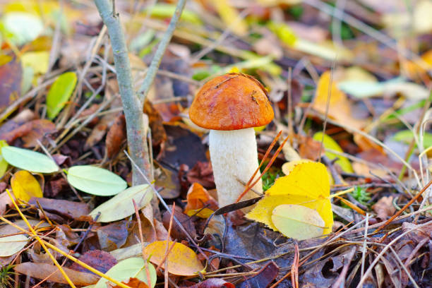 istock red cap mushroom in autumn forest 1302464176
