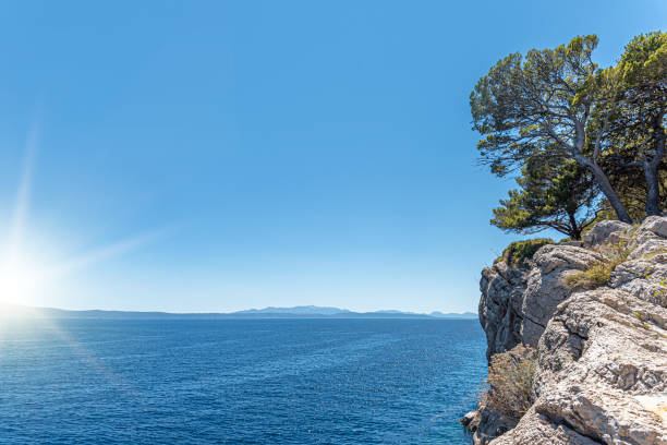 istock Lonely tree on the beach at sunny day. 1302464269