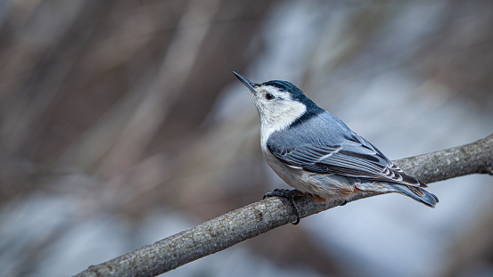 A white-breasted Sitelle in the boreal forest.
