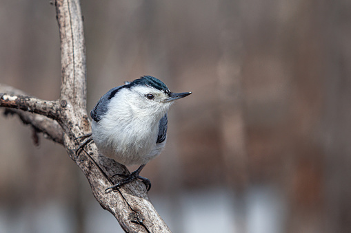 A white-breasted Sitelle in the boreal forest.