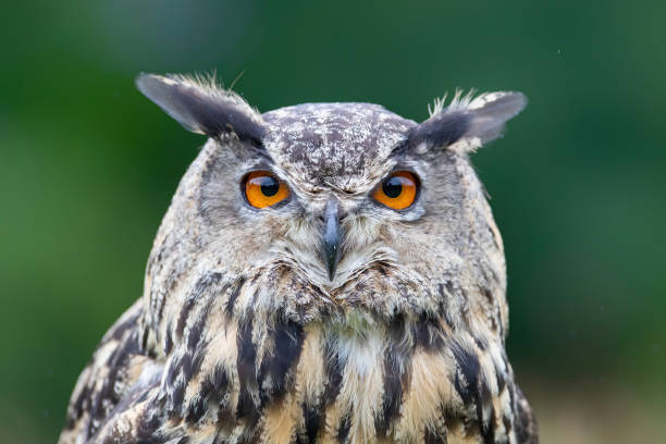 Eurasian Eagle-Owl (Bubo bubo) stock photo