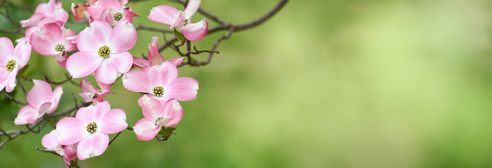 Background with beautiful spring pink flowers (Cornus florida)