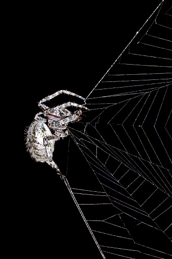 Spider building web - black background.