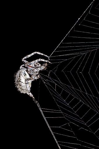 Macro photograph of a female black widow spider guarding her egg sac. She is poised and ready to defend.