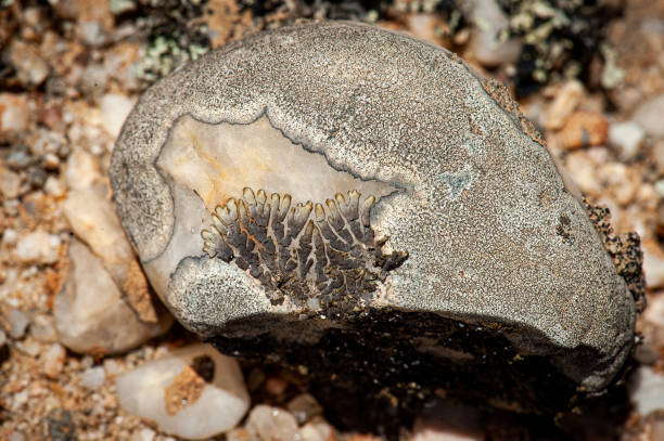 istock Black lichen in the Namib desert 1302465687