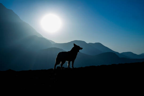 istock Wolf of the mountain 1302465738