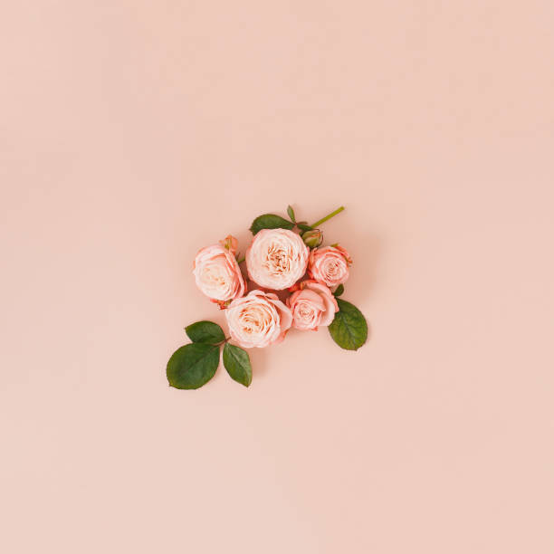 istock Creative composition  with  pastel pink flowers  on the soft beige background. Minimal  spring or summer  flat lay. 1302465821