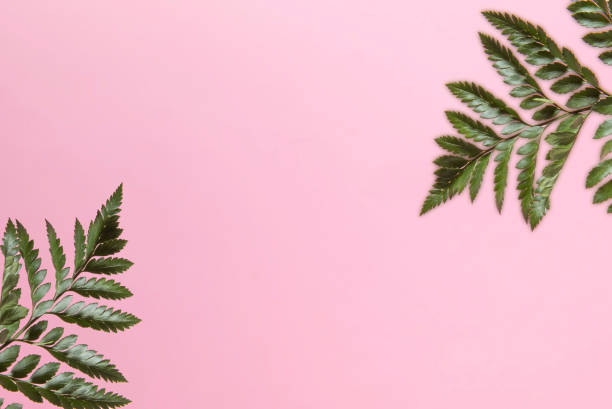 istock Pink background copy space concept with two green plants in the corners. Flat lay 1302467543
