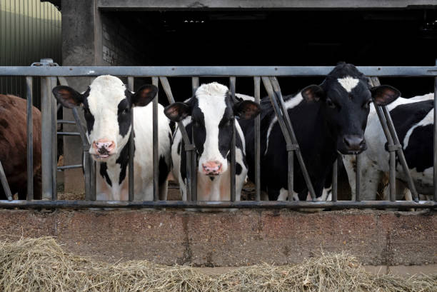 istock A group of cows looking at the camera during feeding time 1302468061