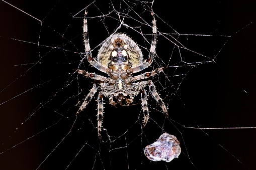 selective focus on a garden Orb Weaver against a black sky at night time building a web