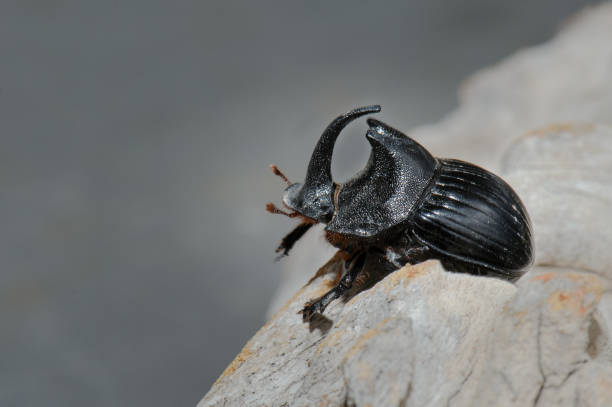 escarabajo rinoceronte bung - rhinoceros beetles fotografías e imágenes de stock