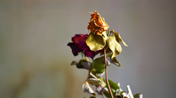 dried roses and leaves on a grey background