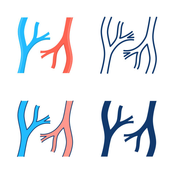 Blood vessels icon set in flat and line style Blood vessels icon set in flat and line style. Artery and vein symbol. Part of human circulatory system. Vector illustration. vein stock illustrations
