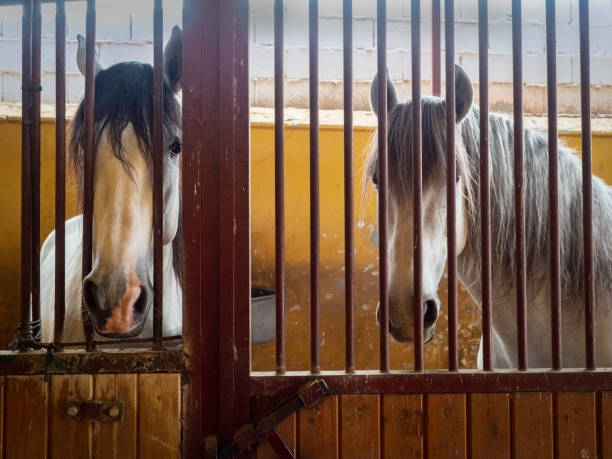 istock Horses on the block 1302471997