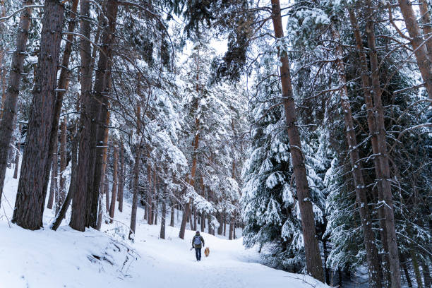 Man with a dog walking through a beautiful pine forest covered with snow. Beautiful winter day