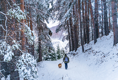 Man with a dog walking through a beautiful pine forest covered with snow. Beautiful winter day.
