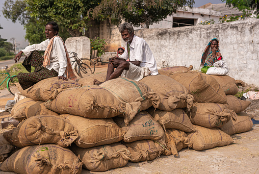 Ayodhya, Karnataka, India - November 9, 2013: Stack of brown jute bags with freshly harvested and weighed rice wait for transport with workers sitting on top. White wall and green foliage.