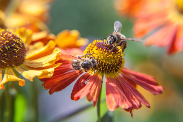 istock Honey bee covered with yellow pollen drink nectar, pollinating orange flower. Inspirational natural floral spring or summer blooming garden or park background. Life of insects. Macro close up 1302473683