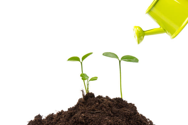 istock Sprout watered from a watering can isolated on white background 1302474608