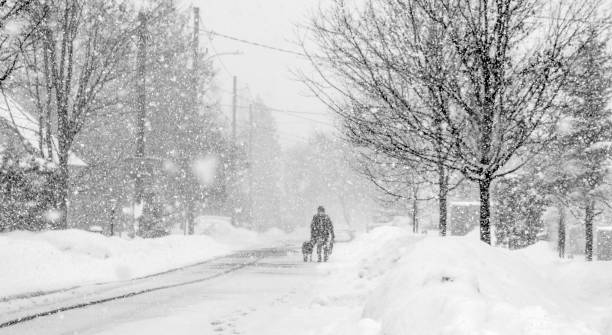 istock one man  only, domestic dog, walking, toronto , winter 1302474627