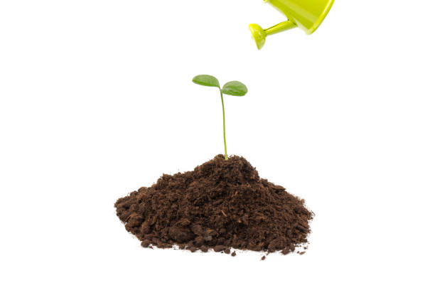 istock Sprout watered from a watering can isolated on white background 1302474638