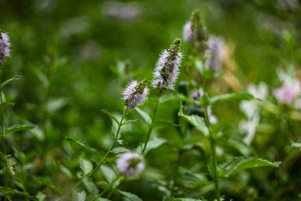 Close up of common mint (mentha spicata) flowers in bloom Clusters of small purple flowers of Japanese mint, Corn mint, Field mint (Mentha Canadensis) are blooming with fresh green leaves on the annual plants in herbal garden mentha pulegium stock pictures, royalty-free photos & images