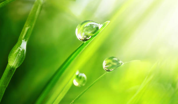 istock Drops pure transparent water spring summer in nature. 1302476159