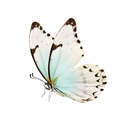 Mariposa es blanca con un patrón negro y tinte azul claro aislado sobre un fondo blanco. photo