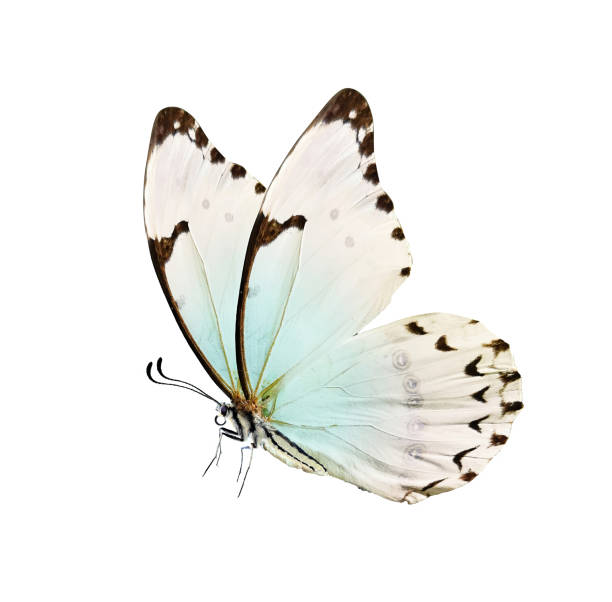 Butterfly is white with a black pattern and light blue tint isolated on a white background.