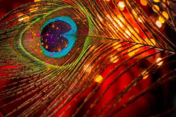 Photo of Peacock feather in Holi colors