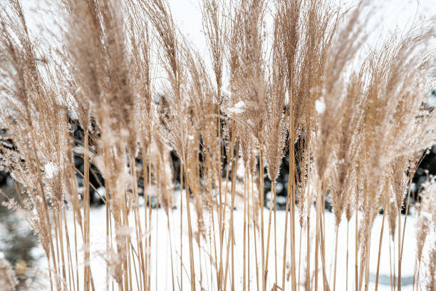 roseaux d’or dans un paysage neigeux - frozen cold lake reed photos et images de collection