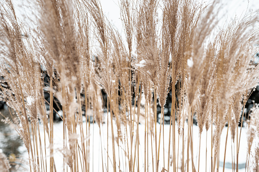 Golden reeds on the shores of the lake in winter.