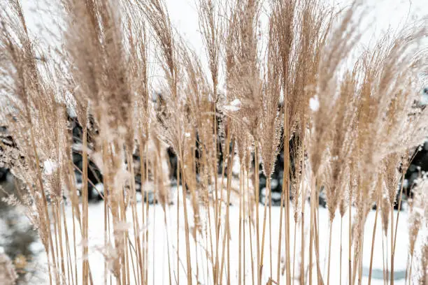 Photo of Golden reeds in a snowy landscape