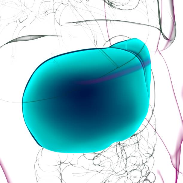 istock Liver 3D Illustration Human Digestive System Anatomy 1302480500