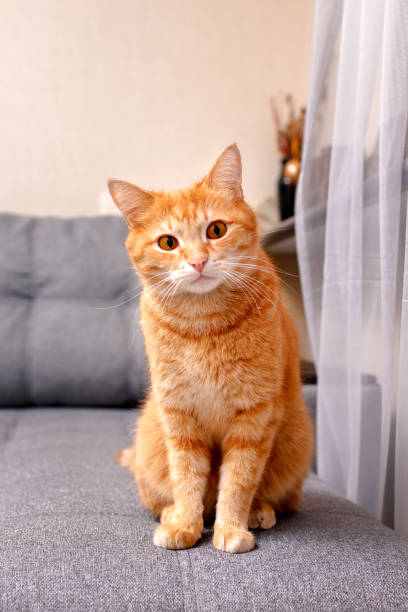 istock A ginger cat sits on a gray sofa and looks attentively at the camera. 1302480598