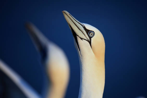istock portrait of a gannet with evening sunlight 1302481882