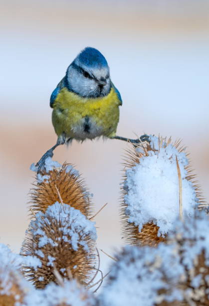 Blue tit in wintertime stock photo